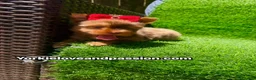 Yorkshire Terrier dogs for sale: Red chocolate Merle female  - Ad 4