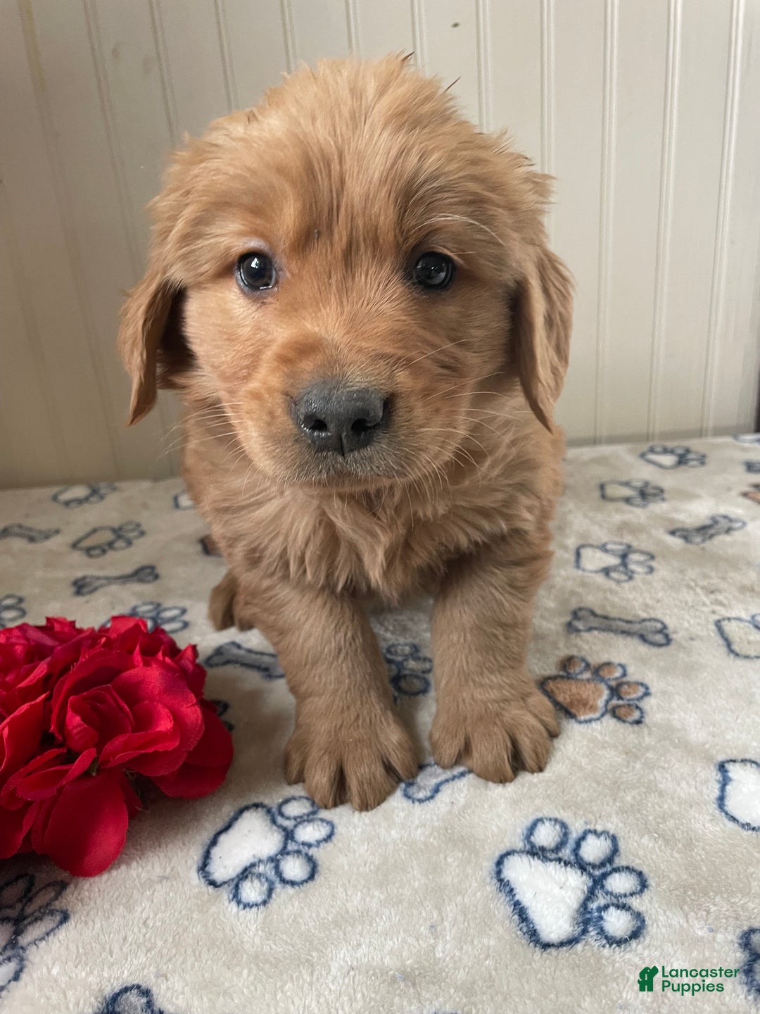 Golden Retriever dogs for sale: Rodney - Ad 2