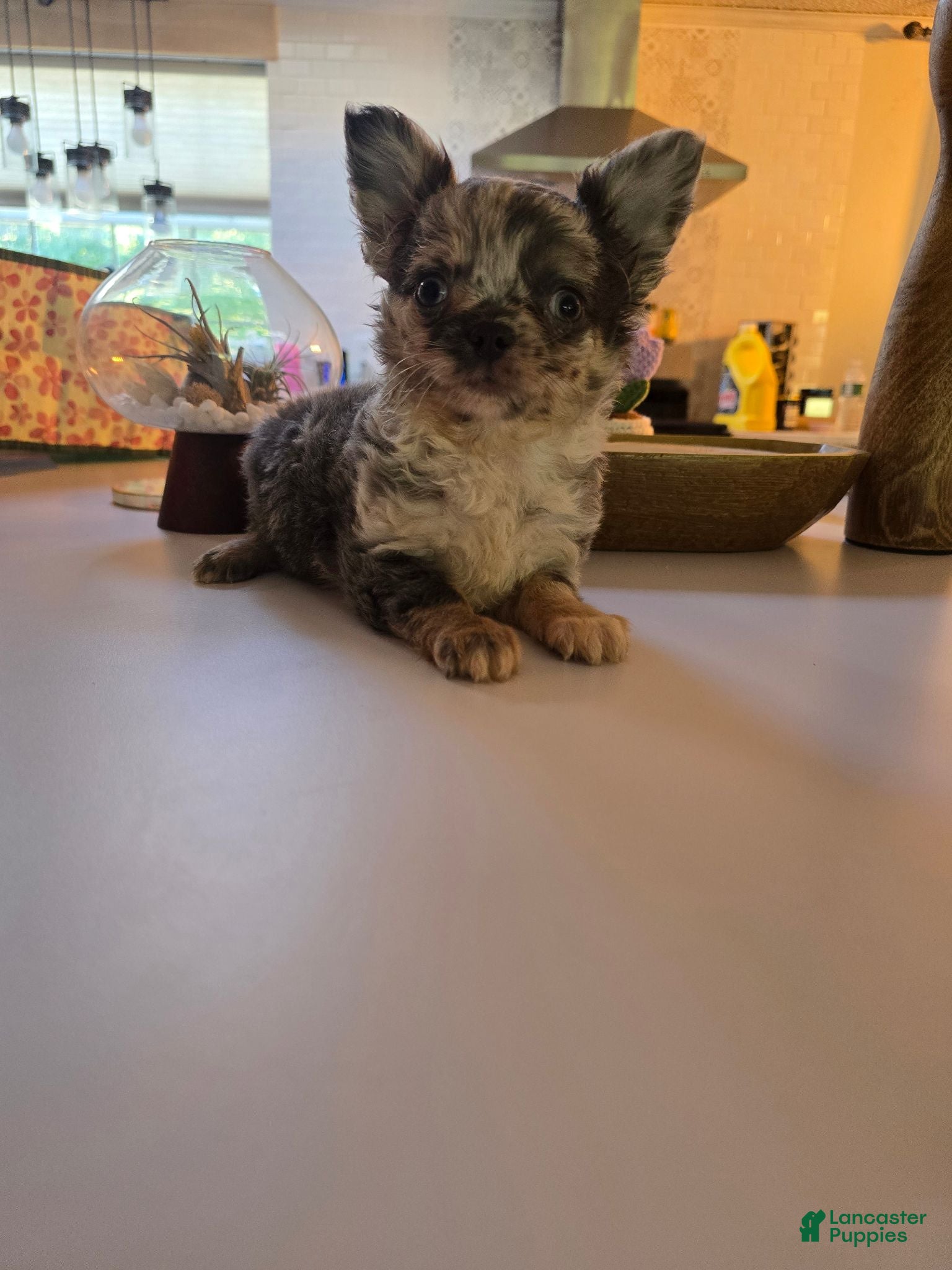 Chihuahua dogs Jake - Ad 28
