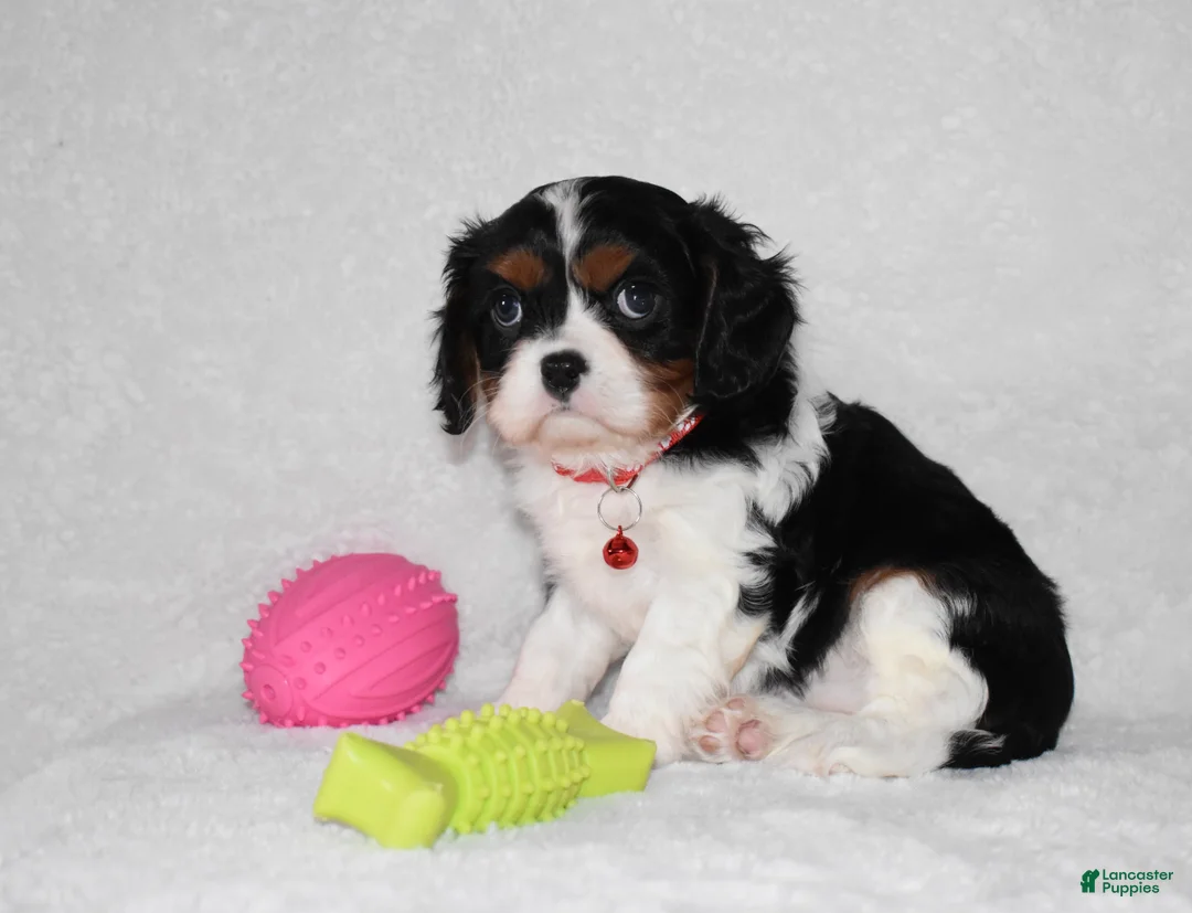 Cavalier King Charles Spaniel dogs for sale: Quentin - Ad 4
