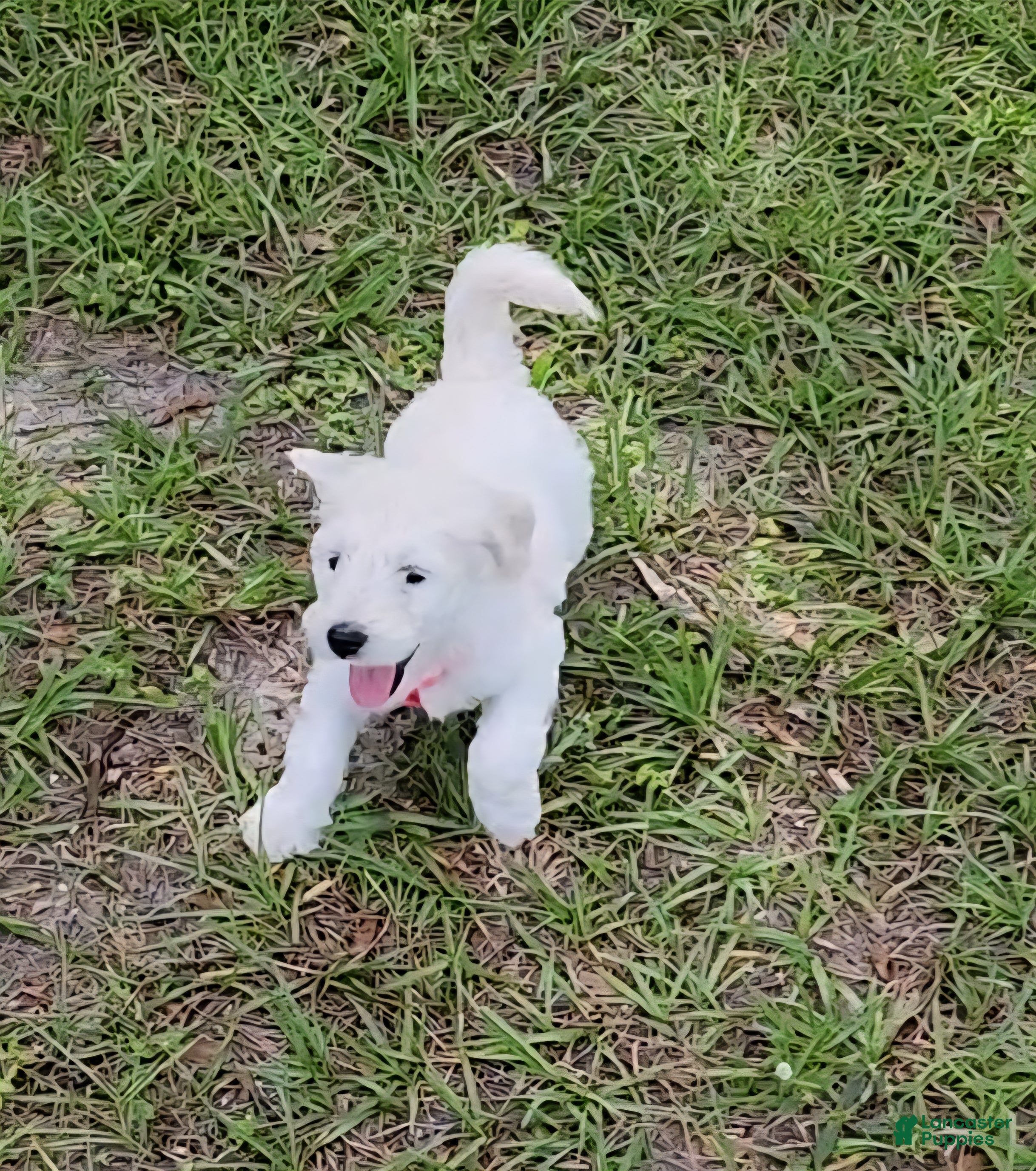 Mixed Breed dogs Mixed Breed Puppy 5 - Ad 12