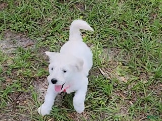 Mixed Breed dogs Mixed Breed Puppy 5 - Ad 41