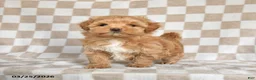 Maltipoo dogs for sale: Precious - Ad 3