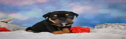 English Bulldog dogs for sale: Addi - Ad 3