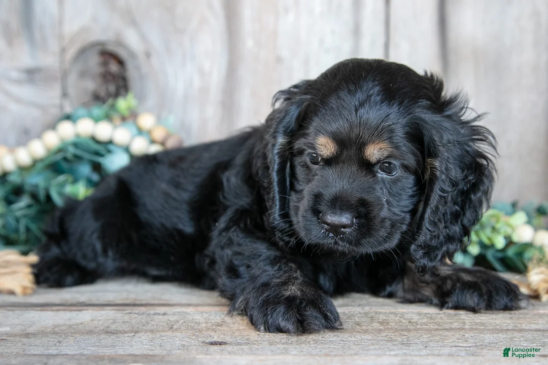 Cocker Spaniel dogs for sale: Donny - Ad 3