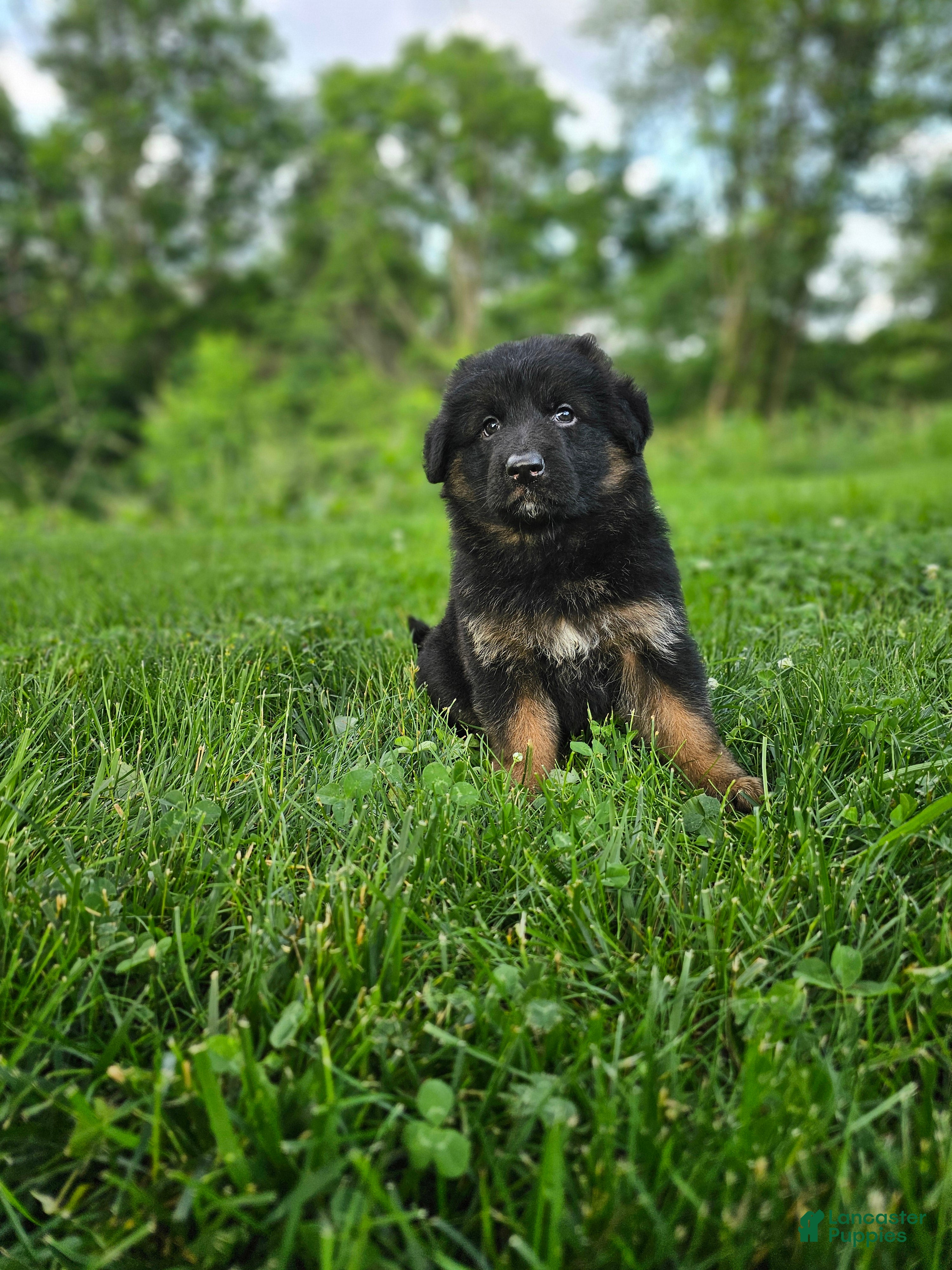 German Shepherd dogs Roxie - Ad 2