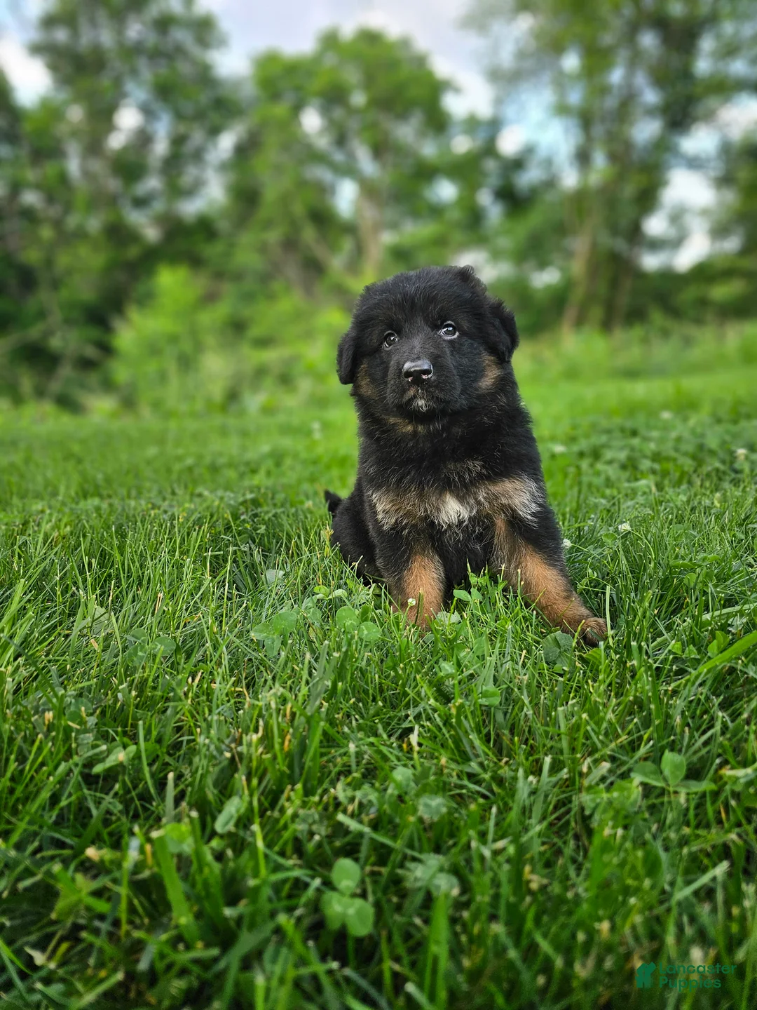 German Shepherd dogs for sale: Roxie - Ad 2
