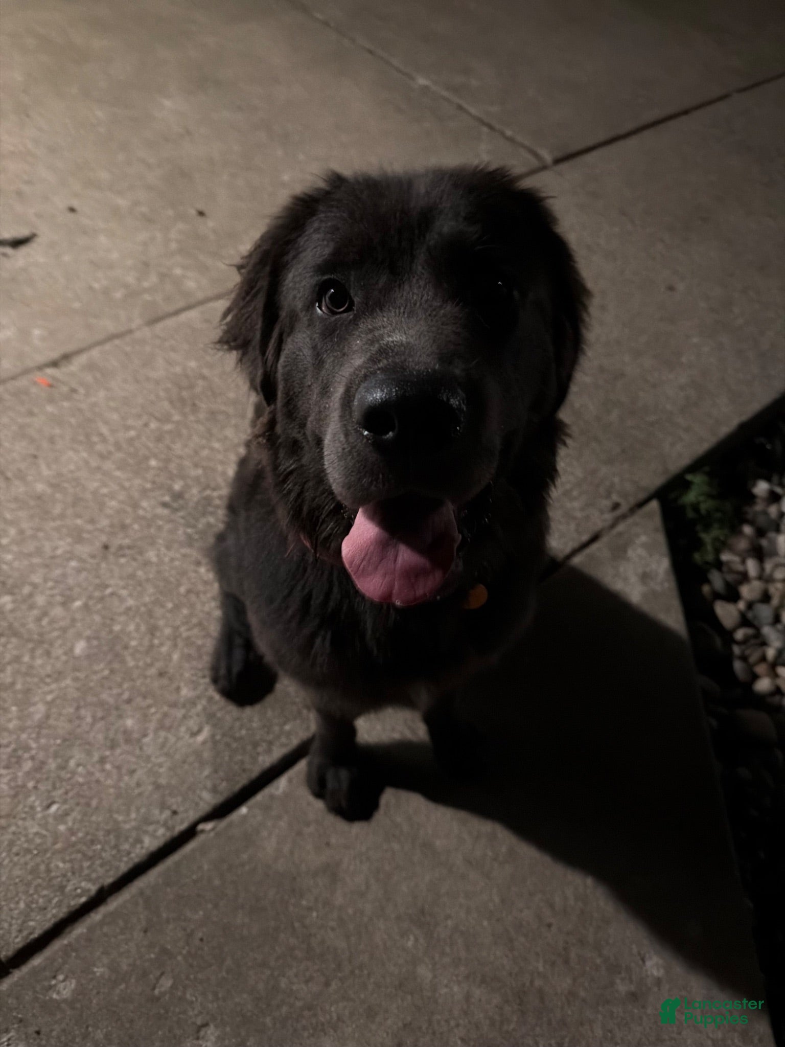 Newfoundland dogs Newfoundland 1 - Ad 9