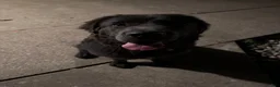 Newfoundland dogs for sale: Newfoundland 1 - Ad 1