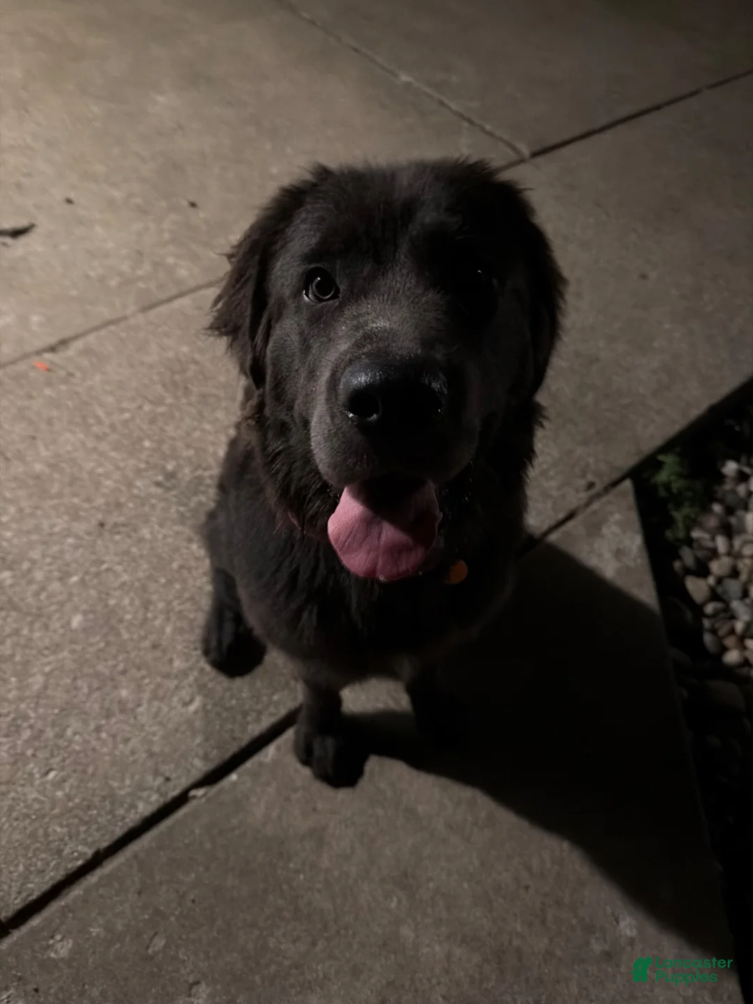 Newfoundland dogs for sale: Newfoundland 1 - Ad 1