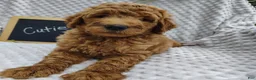 Mini Goldendoodle dogs for sale: Cutie boy - Ad 3
