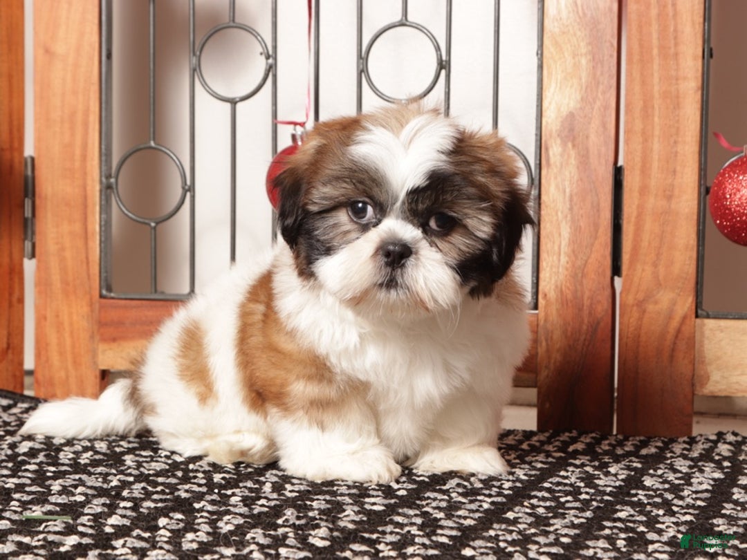 Shih Tzu dogs for sale: Rex - Ad 4