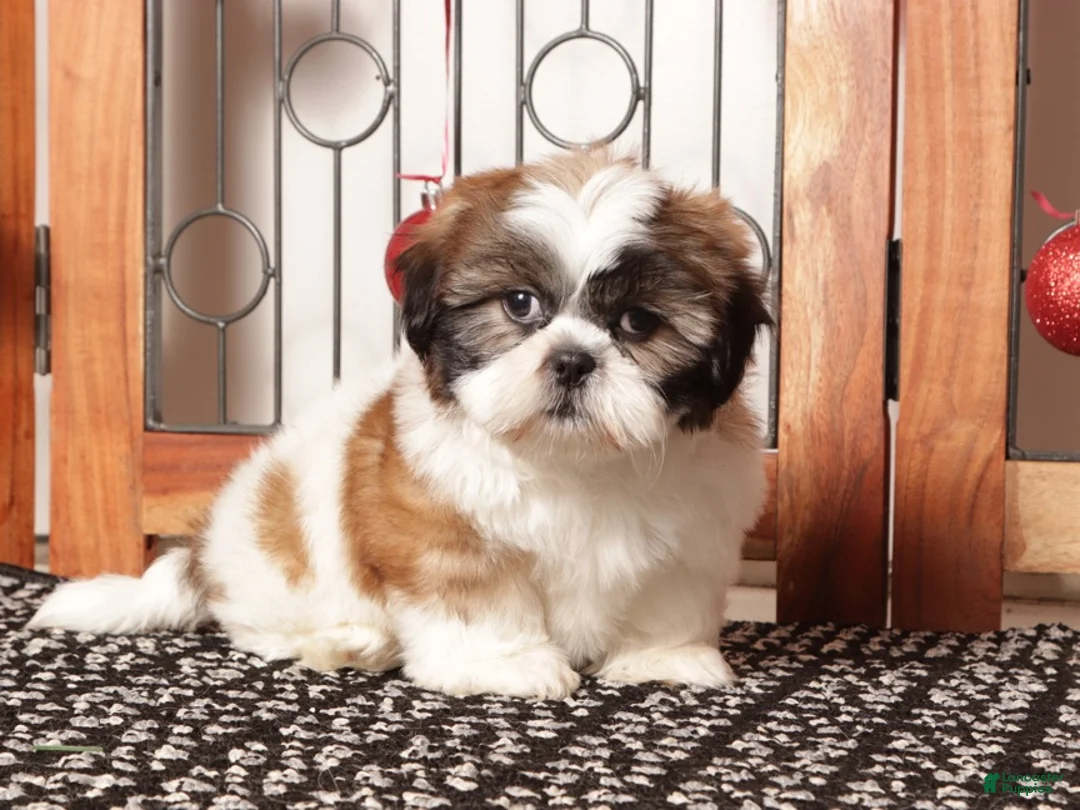 Shih Tzu dogs for sale: Rex - Ad 4