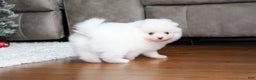 Pomeranian dogs for sale: Emerson - Ad 13