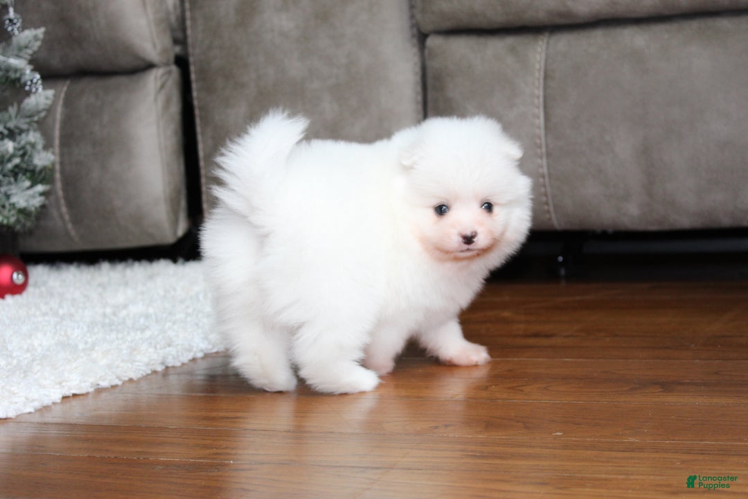 Pomeranian dogs for sale: Emerson - Ad 13
