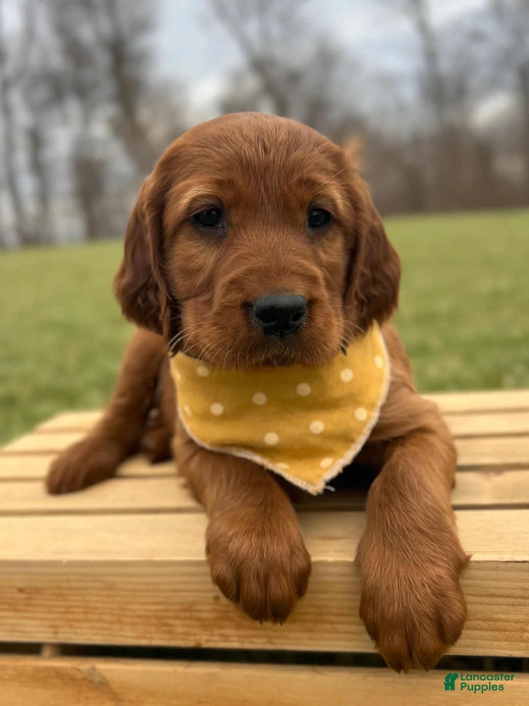 Irish Setter dogs for sale: Sadie - Ad 15