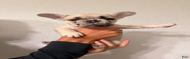 French Bulldog 2