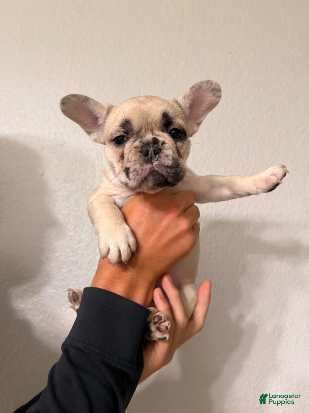 French Bulldog dogs for sale: French Bulldog 2 - Ad 1
