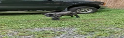 Cane Corso dogs for sale: Bella - Ad 4