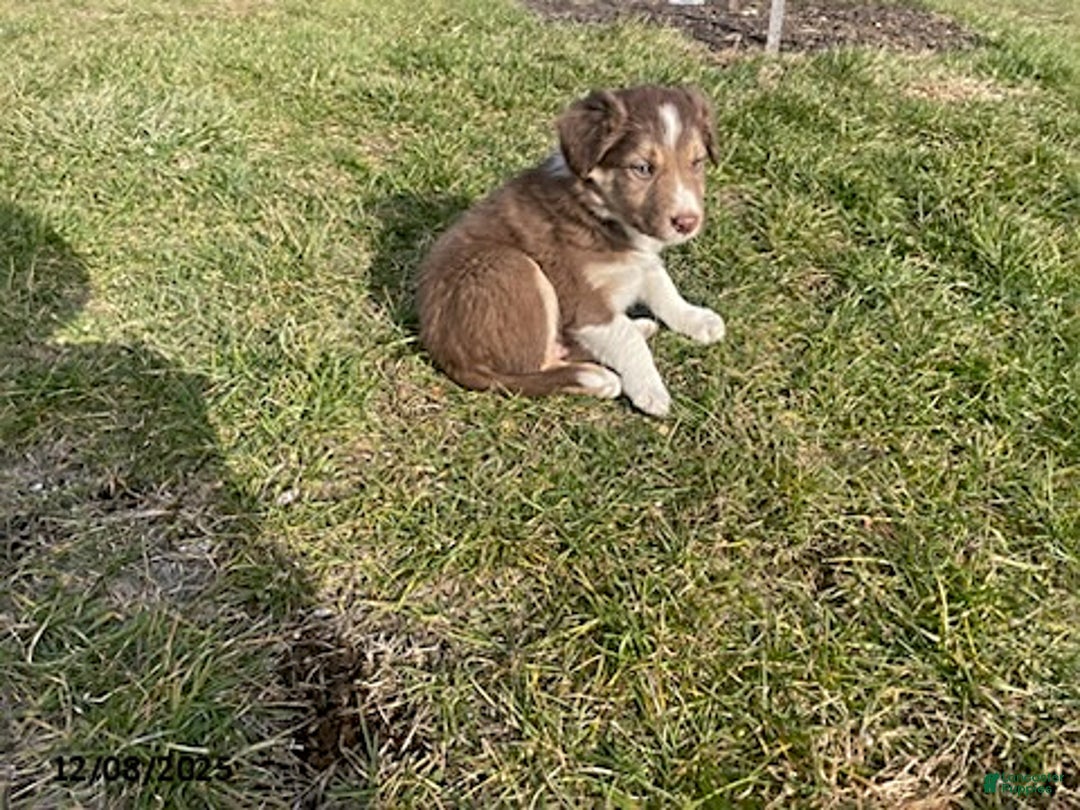 Border Collie dogs for sale: Rookie - Ad 2