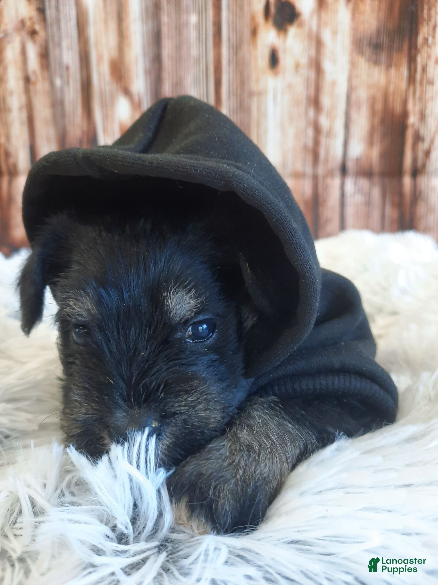 Miniature Schnauzer dogs AKC Peanut - Ad 2