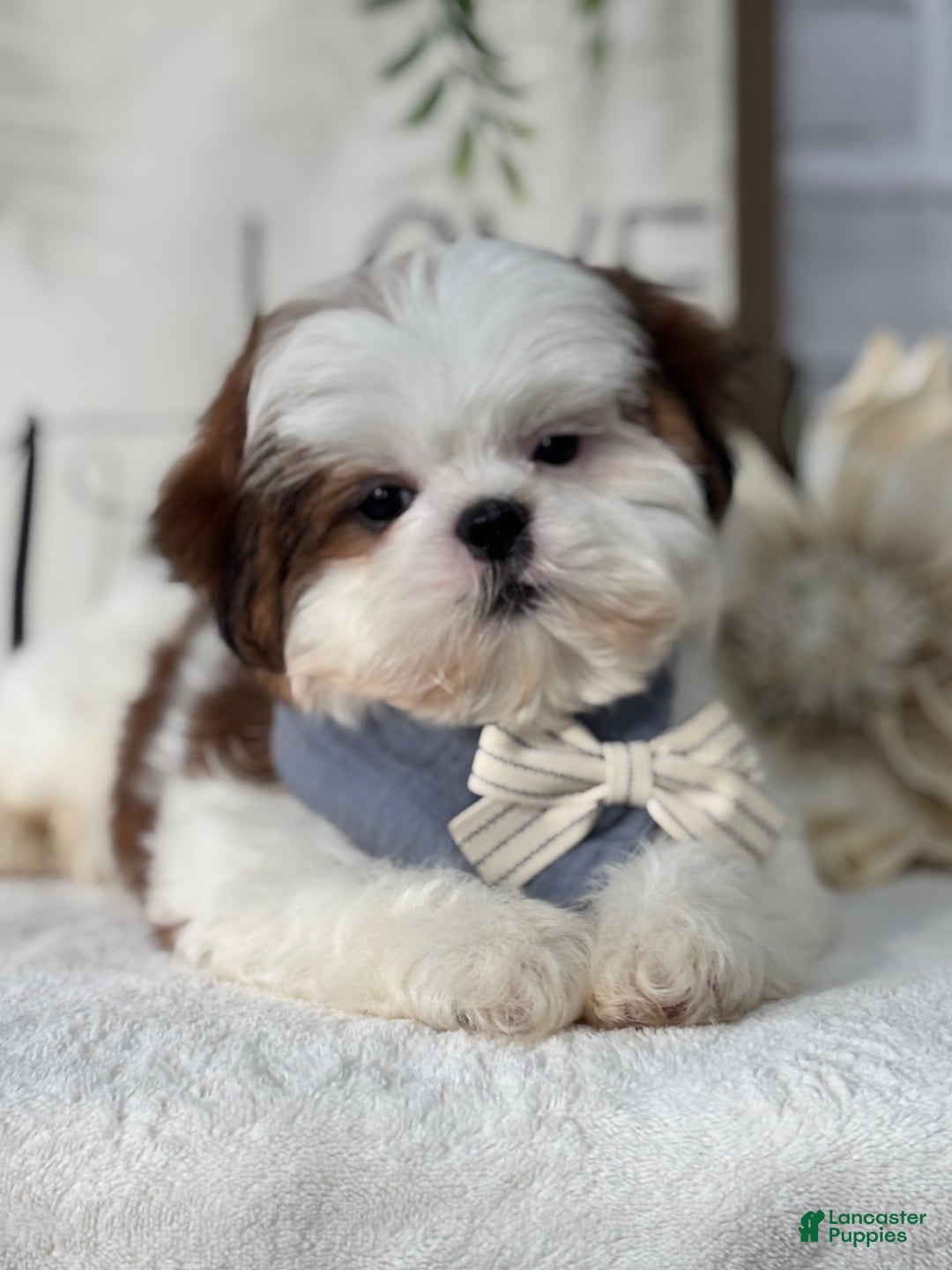 Shih Tzu dogs for sale: Bonita - Ad 7