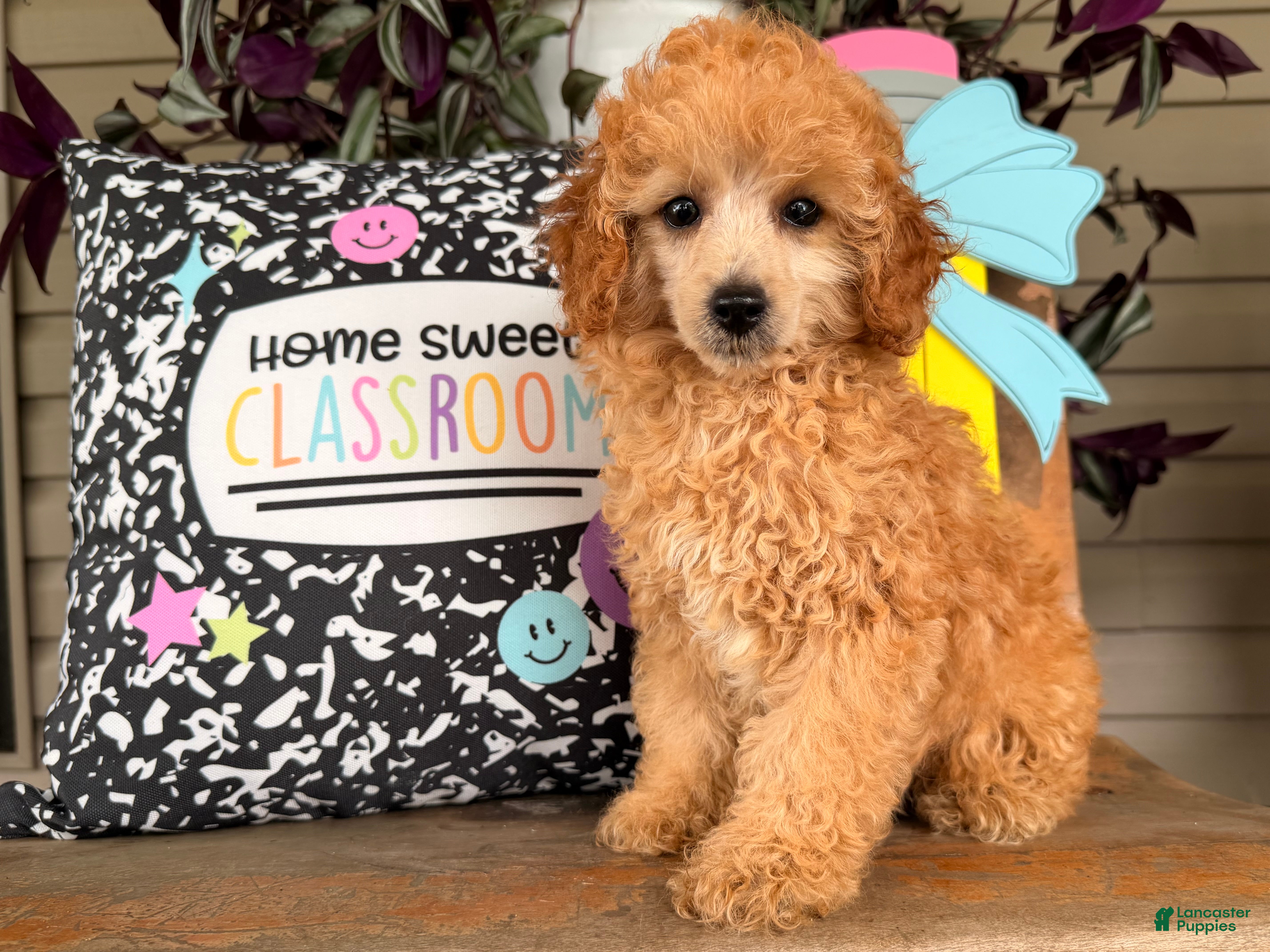 Toy Poodle dogs Madrick  - Ad 1