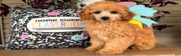 Toy Poodle dogs for sale: Madrick  - Ad 1