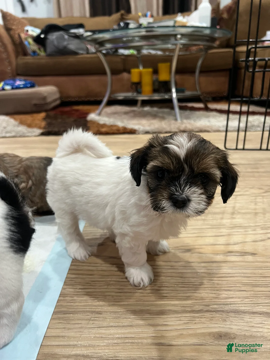 Morkie dogs for sale: Morkie Puppy 3 - Ad 1