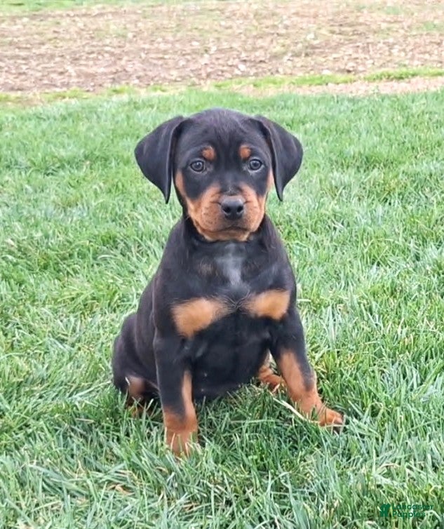 Mixed Breed dogs Sabrina - Ad 1