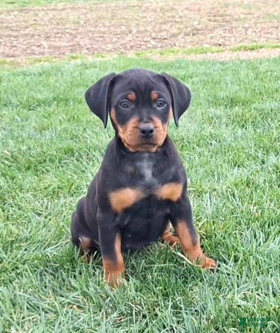 Mixed Breed dogs for sale: Sabrina - Ad 1