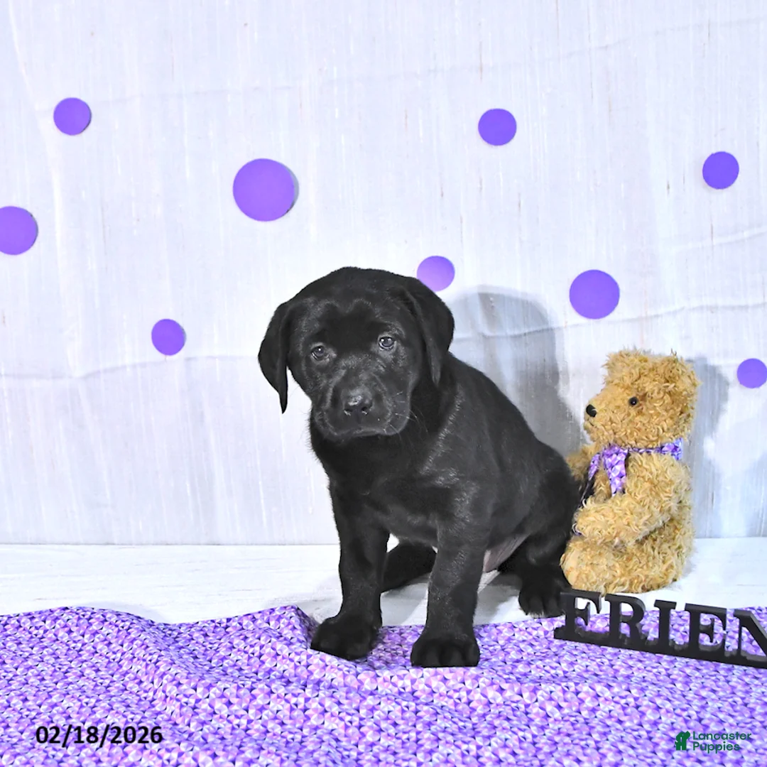Labrador Retriever dogs for sale: Princess - Ad 3