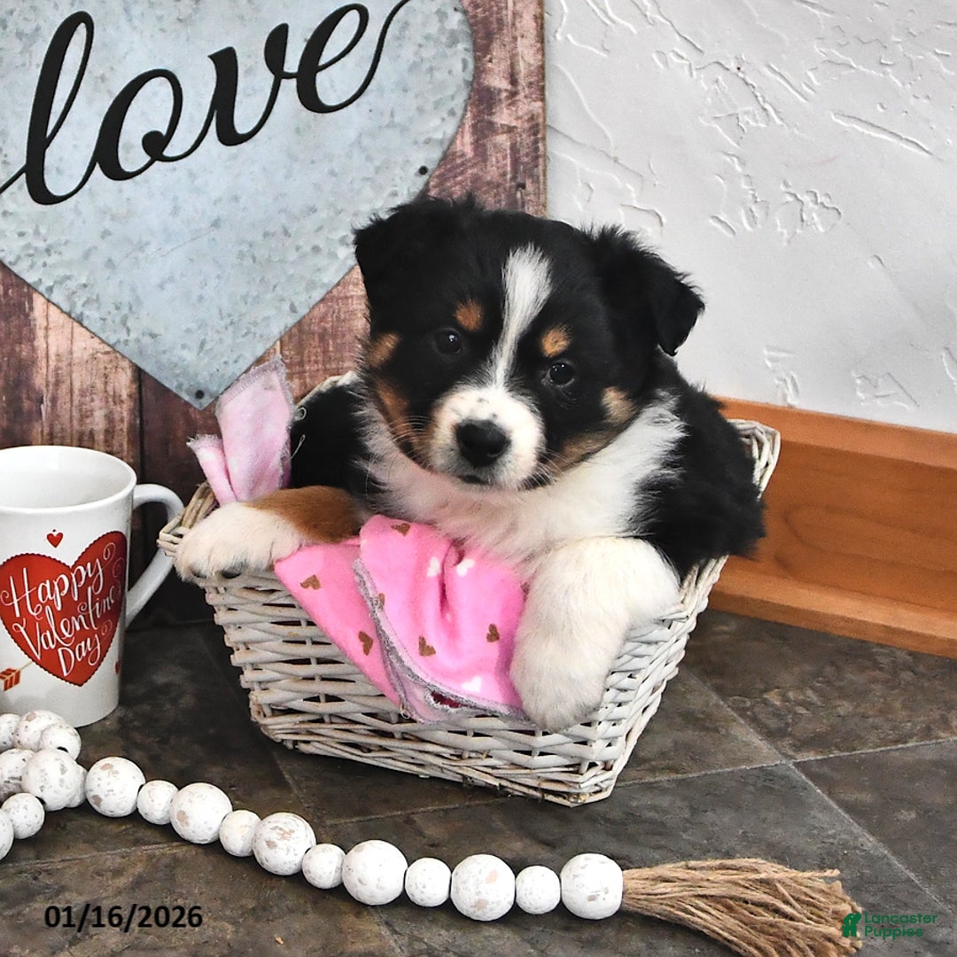 Australian Shepherd dogs for sale: Jolene - Ad 4