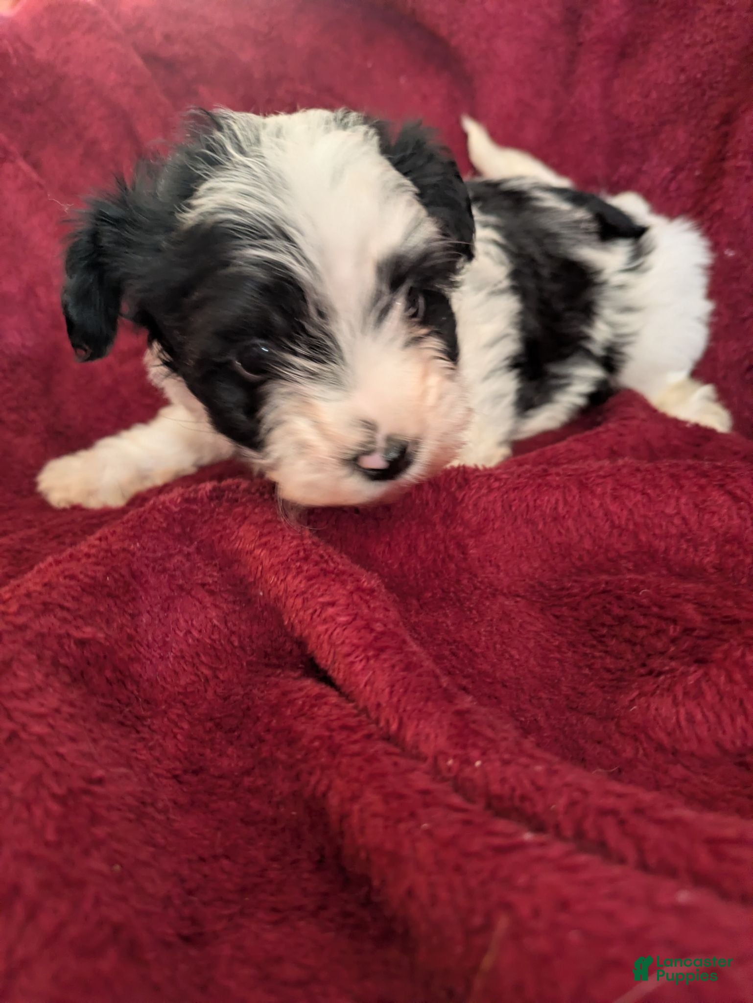 Biewer Terrier dogs Biewer/poodle  - Ad 12