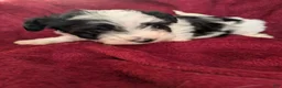 Biewer Terrier dogs for sale: Biewer/poodle  - Ad 1