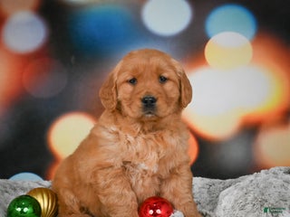 Golden Retriever dogs Chloe - Ad 30