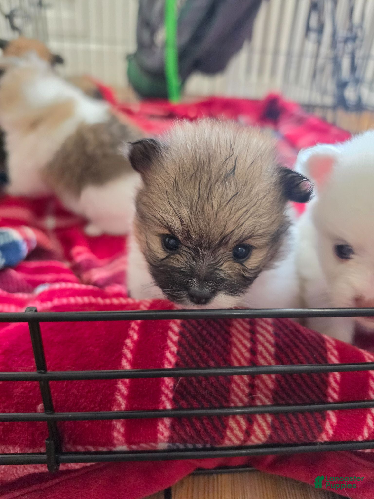 Pomeranian dogs Pomeranian 5 - Ad 2