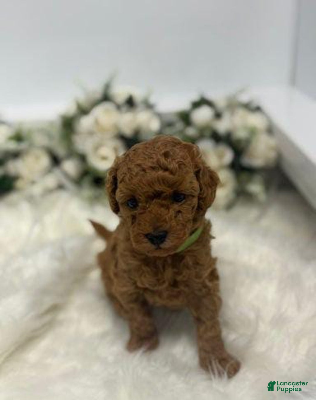 Toy Poodle dogs for sale: Rusty - Ad 2
