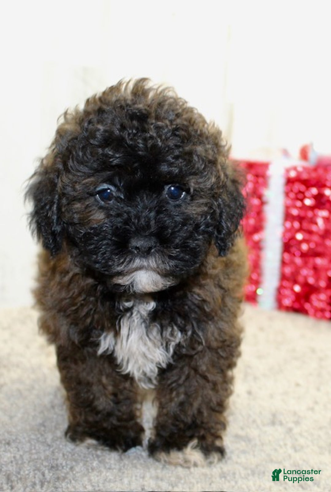 Shihpoo dogs for sale: Beanie - Ad 4