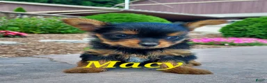Macy