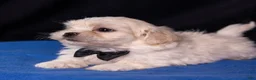 Mixed Breed dogs for sale: Lafayette - Ad 5