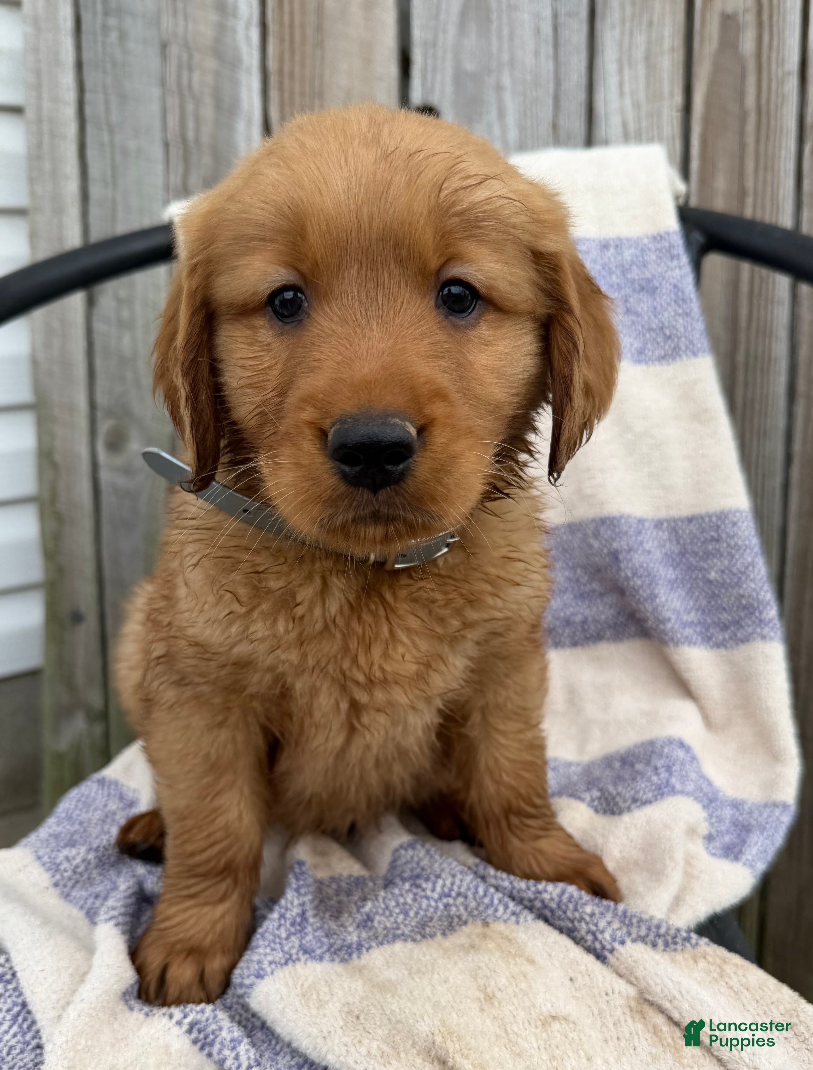 Golden Retriever dogs Dozer - Ad 2