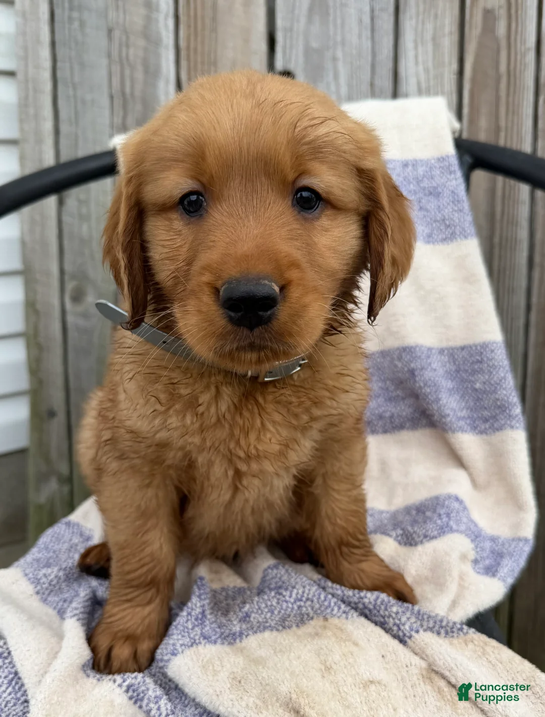 Golden Retriever dogs for sale: Dozer - Ad 2