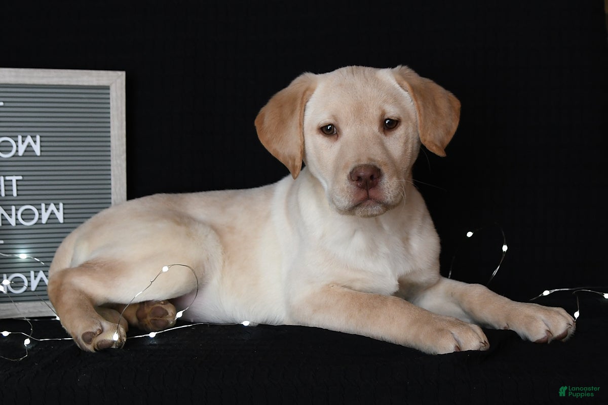 Labrador Retriever dogs Raine - Ad 42