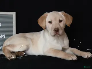 Labrador Retriever dogs Raine - Ad 42