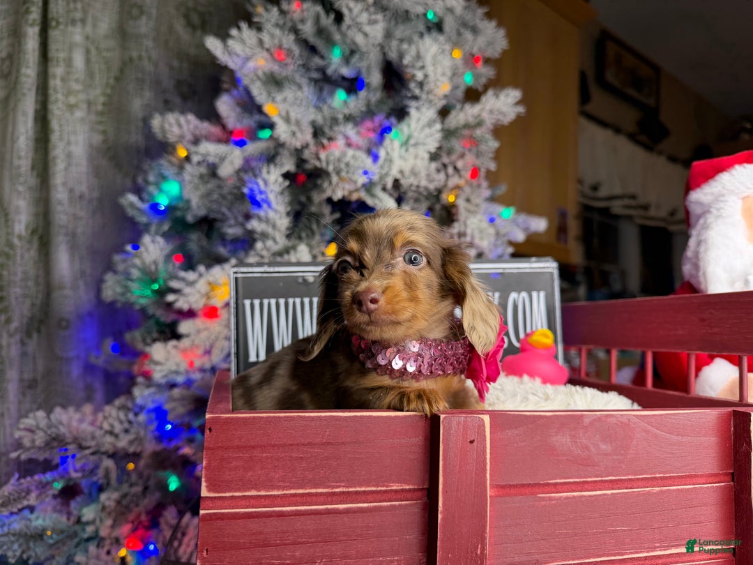 Miniature Dachshund dogs for sale: Ch bred Russian pea clear akc - Ad 5