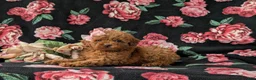 Miniature Poodle dogs for sale: Shena AKC Registered - Ad 4