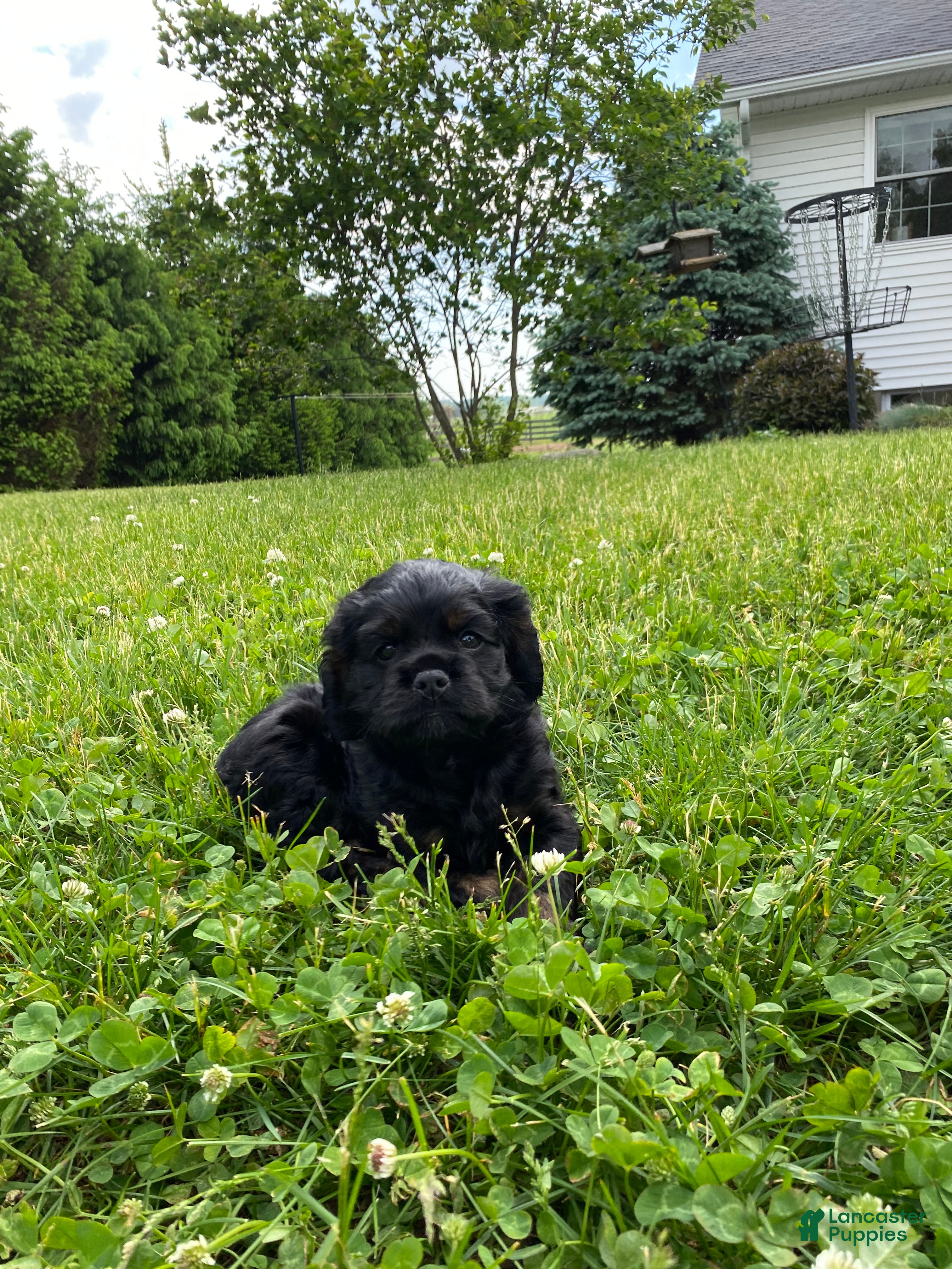 Cocker Spaniel dogs Avery - Ad 2