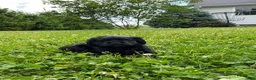 Cocker Spaniel dogs for sale: Avery - Ad 2