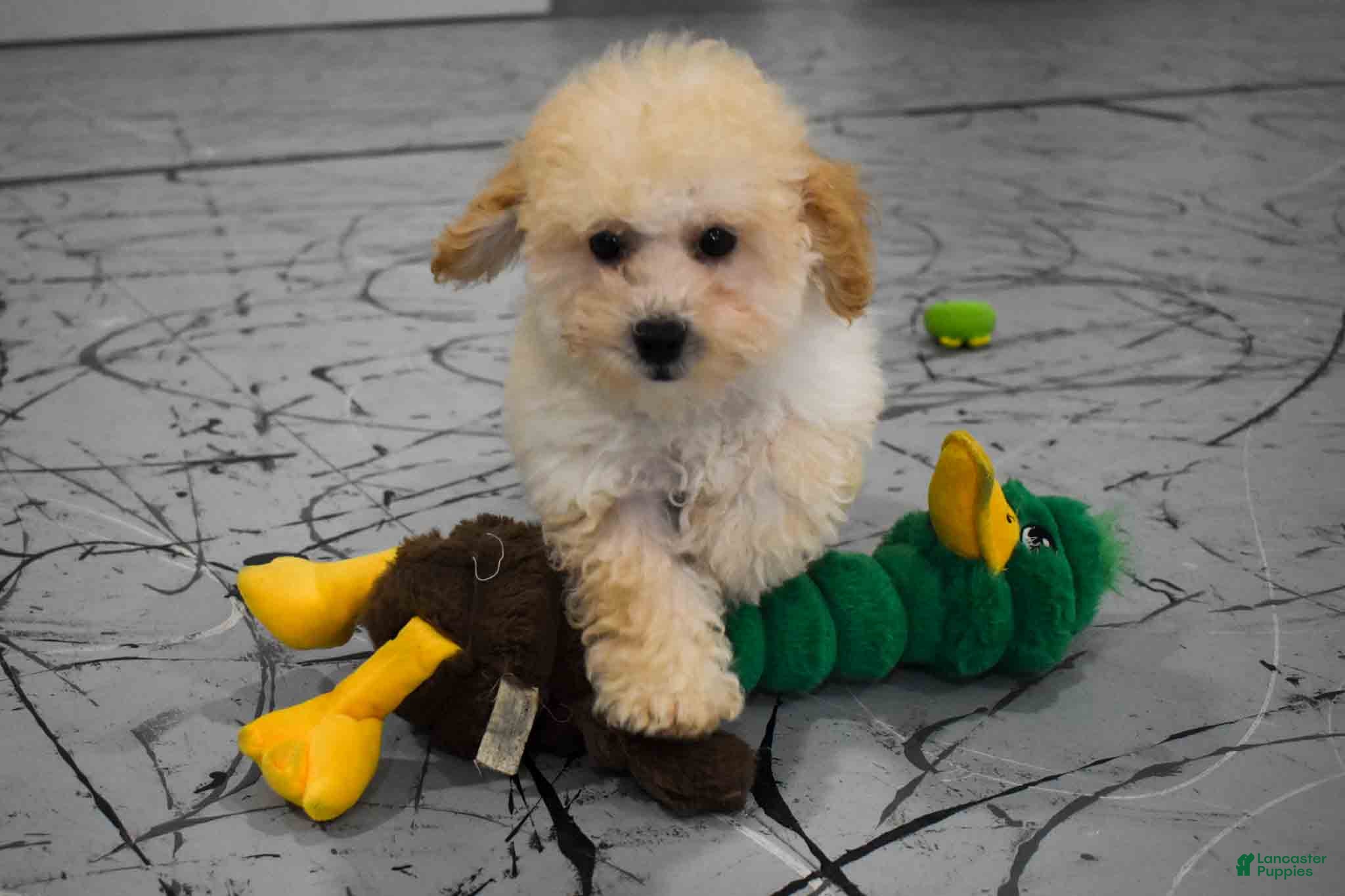 Maltipoo dogs Franklin 🐶 - Ad 2